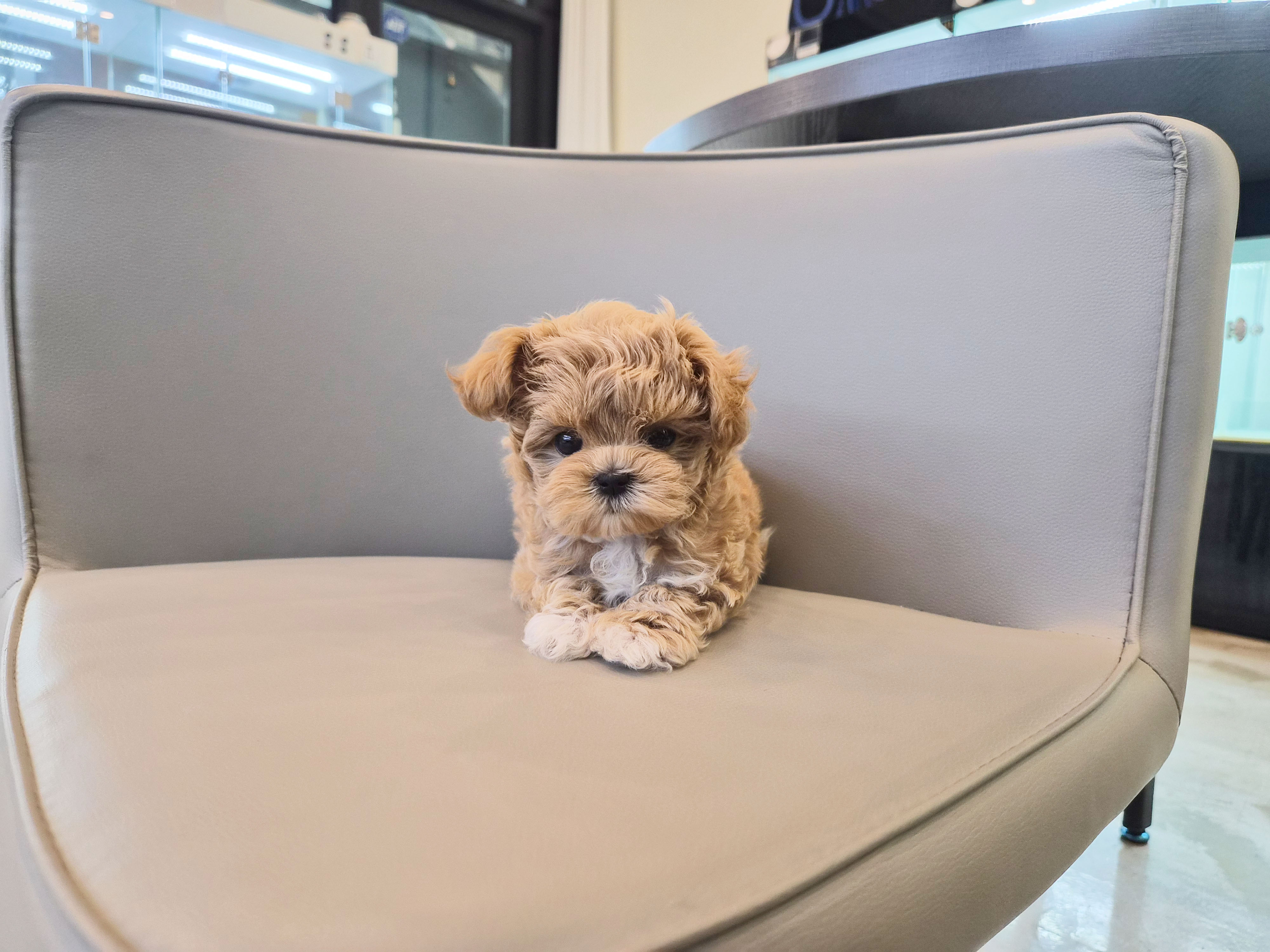 말티푸 분양합니다